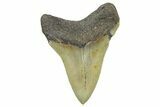 Serrated, Fossil Megalodon Tooth - North Carolina #362951-1